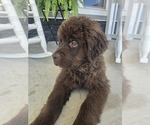 Small #13 Newfoundland