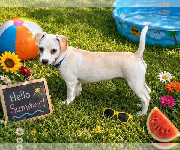 Medium Photo #4 Chihuahua Puppy For Sale in Yardley, PA, USA