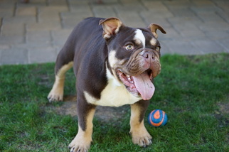 Bulldog Puppy for sale in LA QUINTA, CA, USA