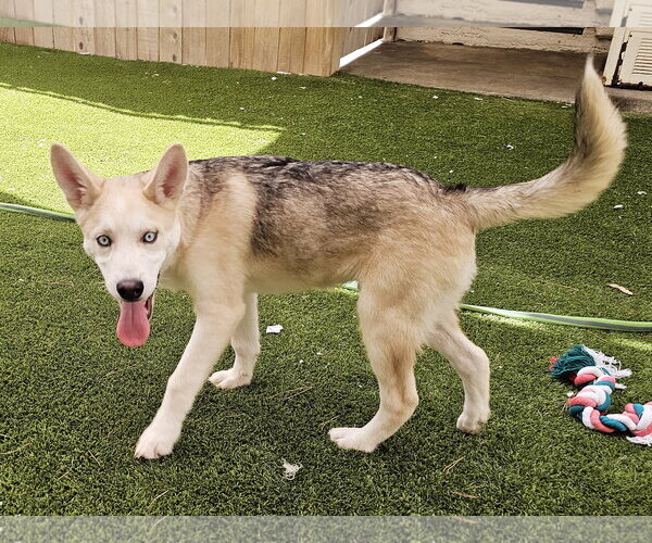 Medium Photo #3 Gerberian Shepsky Puppy For Sale in Mission Viejo, CA, USA