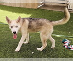 Small #2 Gerberian Shepsky
