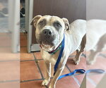 Small #1 Mastiff Mix