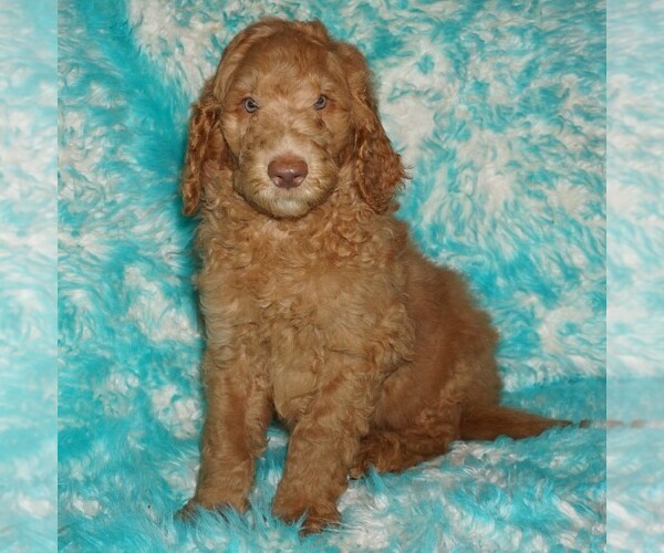 Medium Photo #1 Labradoodle Puppy For Sale in LA HABRA, CA, USA