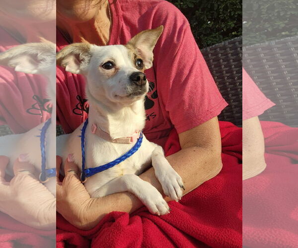 Medium Photo #4 Rat-Cha Puppy For Sale in Grafton, WI, USA