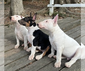 Bull Terrier Litter for sale in CORDOVA, TN, USA