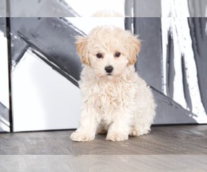 Poochon Puppy for sale in BEL AIR, MD, USA