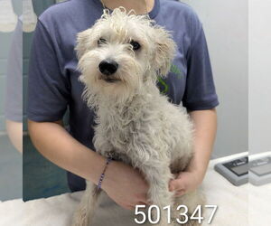 Poovanese Dogs for adoption in Chico, CA, USA