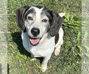 Bagle Hound Dogs for adoption in Batavia, OH, USA