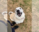 Small #5 Anatolian Shepherd-Great Pyrenees Mix