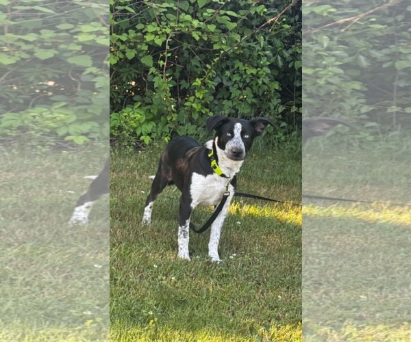 Medium Photo #5 Pointer-Unknown Mix Puppy For Sale in Woodbury, NY, USA