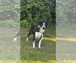 Small #4 Pointer Mix