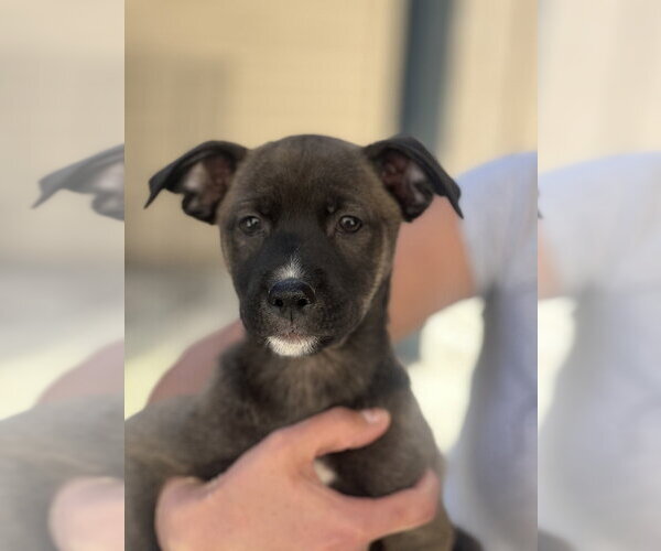 Medium Photo #14 Mutt Puppy For Sale in Dana Point, CA, USA