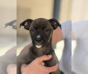Sable - Female Mutt Dog for Adoption - Photo #14