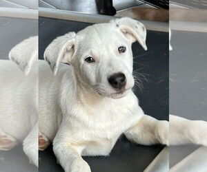 Labrador Retriever-Unknown Mix Dogs for adoption in Rockaway, NJ, USA