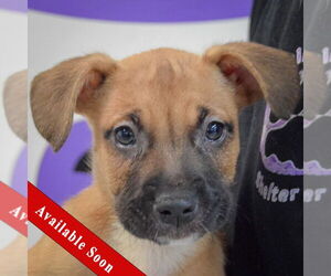 American Staffordshire Terrier-Boxer Mix Dogs for adoption in Huntley, IL, USA