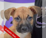 Small American Staffordshire Terrier-Boxer Mix