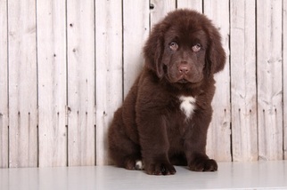 Newfoundland Puppy for sale in MOUNT VERNON, OH, USA
