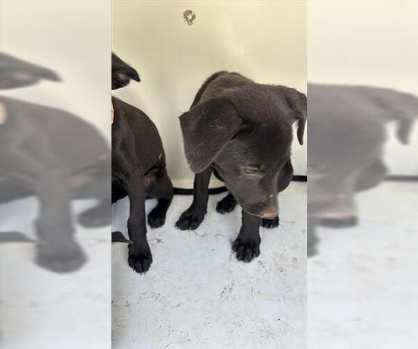 Medium Photo #1 Labrador Retriever Puppy For Sale in Houston, TX, USA