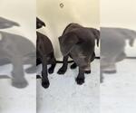 Small Labrador Retriever