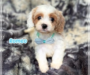 Cavapoo Puppy for sale in CAMPBELLSVILLE, KY, USA