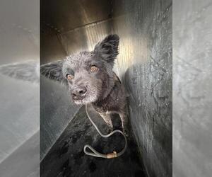 Mutt Dogs for adoption in West Valley, UT, USA