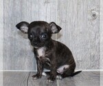 Small #25 Chihuahua