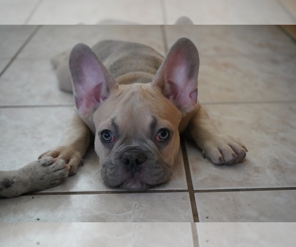 Medium Photo #2 French Bulldog Puppy For Sale in CARSON, CA, USA