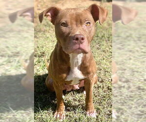 American Pit Bull Terrier Dogs for adoption in Augusta, GA, USA