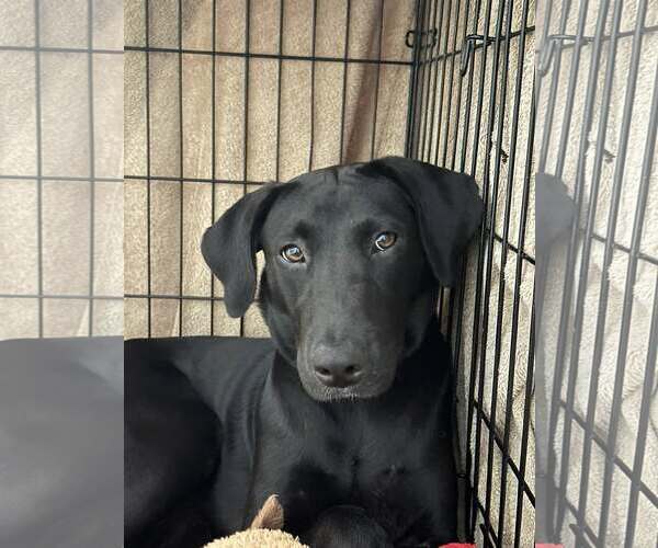 Medium Photo #4 Labrador Retriever-Unknown Mix Puppy For Sale in Greenville, SC, USA