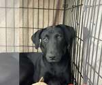 Small #3 Labrador Retriever Mix