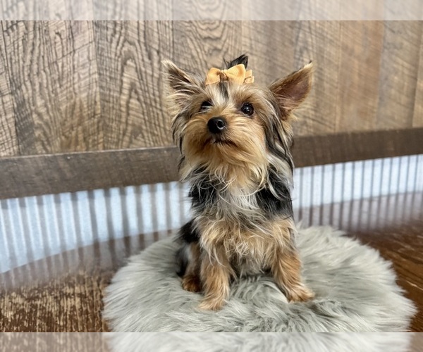Medium Photo #6 Yorkshire Terrier Puppy For Sale in NAPPANEE, IN, USA