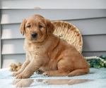 Small Photo #15 Golden Retriever Puppy For Sale in WOLCOTTVILLE, IN, USA