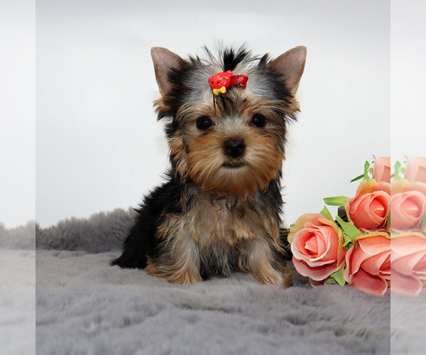 Medium Photo #3 Yorkshire Terrier Puppy For Sale in LOS ANGELES, CA, USA