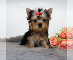 Small #2 Yorkshire Terrier