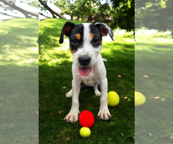 Medium Photo #27 Basenji-Rat Terrier Mix Puppy For Sale in McKinney, TX, USA