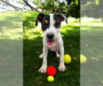 Small #26 Basenji-Rat Terrier Mix
