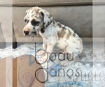 Puppy Blue Fawn Harle Great Dane