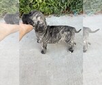 Small Photo #4 Bullmastiff Puppy For Sale in VICTORVILLE, CA, USA