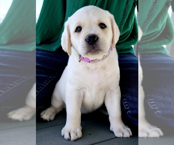 Medium Photo #1 Labrador Retriever Puppy For Sale in AURORA, CO, USA