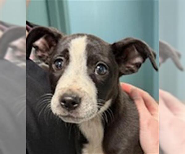 Medium Photo #4 Pointer-Unknown Mix Puppy For Sale in Woodbury, NY, USA