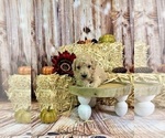 Puppy Obi Wan Kenobi Goldendoodle (Miniature)