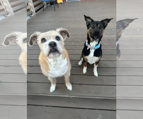 Medium Photo #5 Mutt Puppy For Sale in Germantown, OH, USA