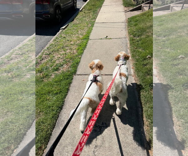 Medium Photo #5 Cavapoo (Miniature) Puppy For Sale in Westwood, NJ, USA