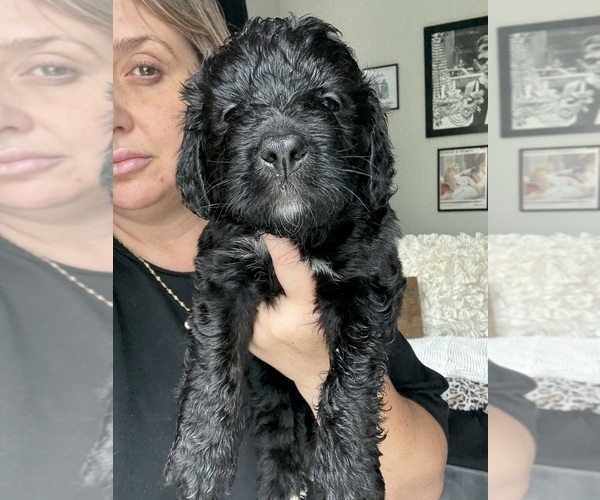 Medium Photo #1 Bernedoodle Puppy For Sale in BELMONT, NC, USA