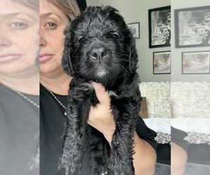 Bernedoodle Puppy for sale in BELMONT, NC, USA