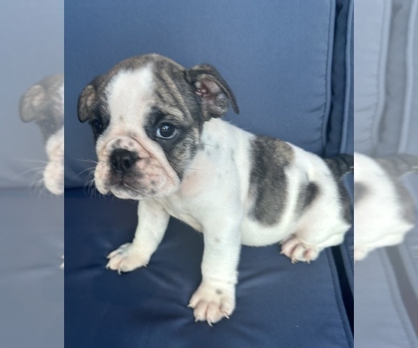 Medium Photo #90 English Bulldog Puppy For Sale in WEEKI WACHEE, FL, USA