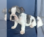 Small Photo #90 English Bulldog Puppy For Sale in WEEKI WACHEE, FL, USA