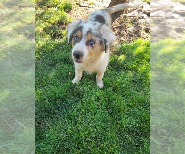 Medium Photo #9 Australian Shepherd Puppy For Sale in SALEM, OR, USA