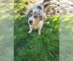 Small #8 Australian Shepherd