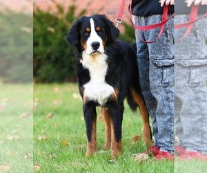 Medium Bernese Mountain Dog